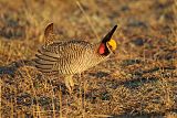 Lesser Prairie-Chickenborder=